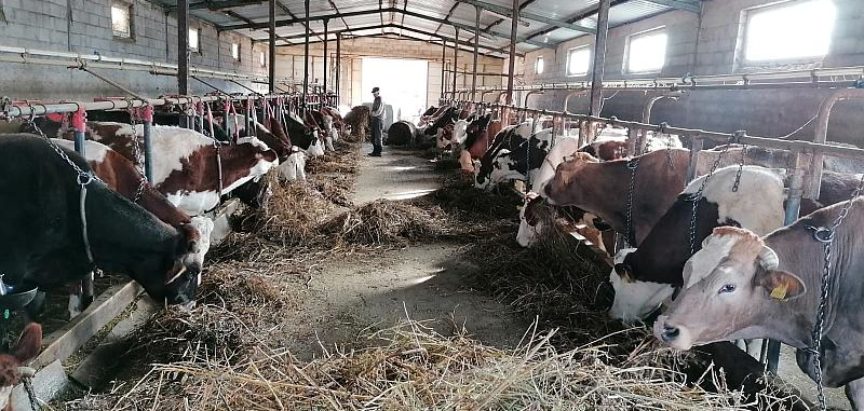 Mljekari u BiH traže povećanje cijene sirovog mlijeka