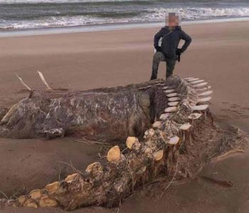Kostur čudovišta na škotskoj obali zbunio i morske biologe