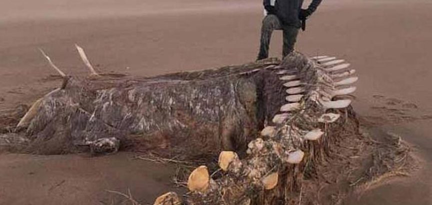 Kostur čudovišta na škotskoj obali zbunio i morske biologe