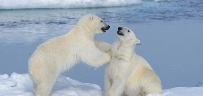 Polarni medvjedi sve češće jedu jedni druge, a razlog su ljudi