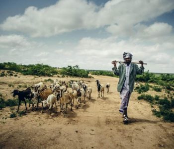 Zbog najezde skakavaca tisuće Etiopljana gladno