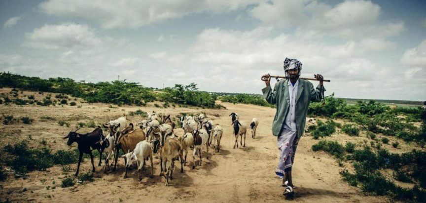 Zbog najezde skakavaca tisuće Etiopljana gladno