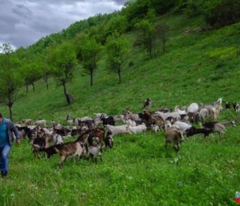 Foto/video: Tadijina farma koza na Krančićima