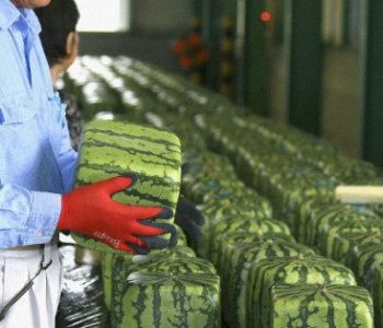NISU ZA JELO, VEĆ ZA GLEDANJE: Za nejestive kockaste lubenice Japanci su spremni izdvojiti pozamašne iznose, evo i zašto