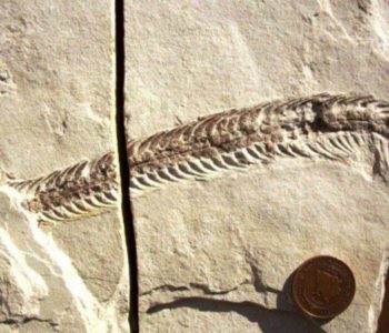 Pronađen fosil zmije kod Bileće