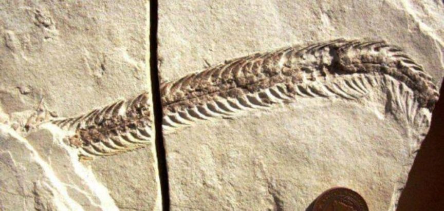 Pronađen fosil zmije kod Bileće