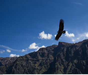Znanstvenici zapanjeni otkrićem o andskim kondorima: Lete i po 5 sati bez da zamahnu krilima!