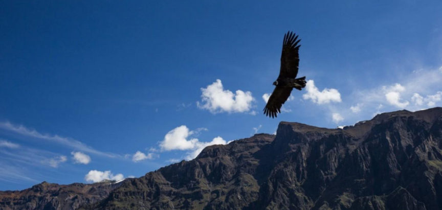 Znanstvenici zapanjeni otkrićem o andskim kondorima: Lete i po 5 sati bez da zamahnu krilima!