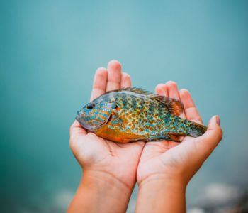 Na Jablaničkom jezeru: Sunčanica iz Ustirame