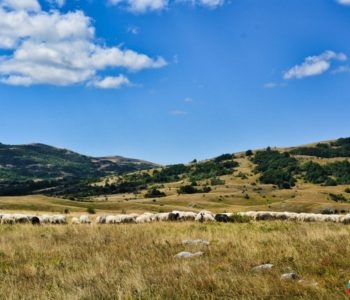 Ramska sušena ovčetina kao specijalitet
