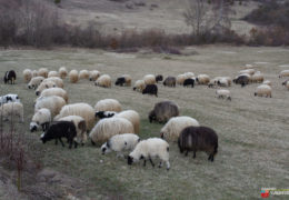 Neobično iskorištavanje ovčije vune