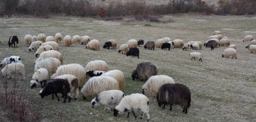 Neobično iskorištavanje ovčije vune