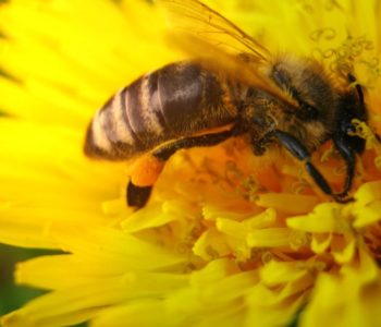 Nizozemci grade “hotele” i “autoceste” za pčele kako bi ih spasili