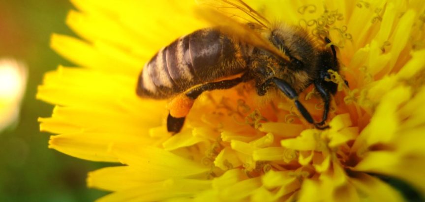 Nizozemci grade “hotele” i “autoceste” za pčele kako bi ih spasili