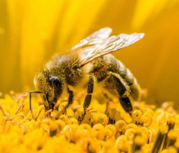 SVJETSKI DAN PČELA: Nestankom pčela, polako bi nestao i čovjek