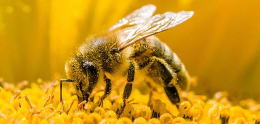 SVJETSKI DAN PČELA: Nestankom pčela, polako bi nestao i čovjek