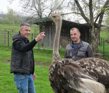 Youtuberi iz Putićeva kod Travnika koji uzgajaju nojeve