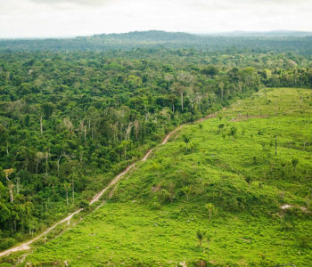 Sječa amazonske prašume veća za 51 posto