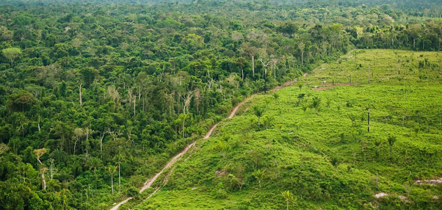 Sječa amazonske prašume veća za 51 posto