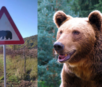 VOZAČI OPREZ: “Medvjed na cesti” novi je prometni znak u BiH