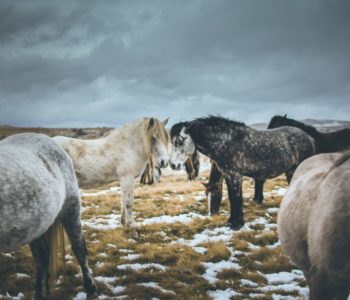 Nakon 40 godina pokušavanja direktno izvezen Bosanski brdski konj
