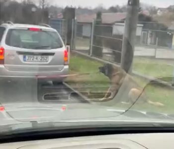 VIDEO: Tuzlak zavezao psa za automobil i vukao ga po cesti