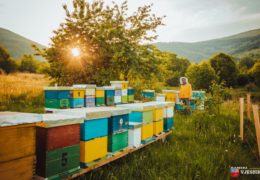 Projekt “Zaštitimo pčele, spasimo ekosistem” za podršku u razvoju ili pokretanju pčelarske proizvodnje