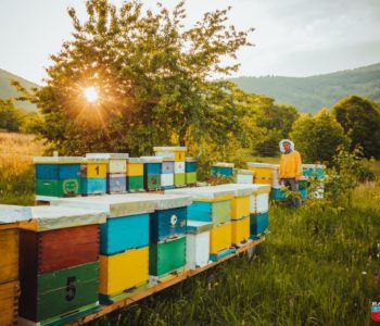 Projekt “Zaštitimo pčele, spasimo ekosistem” za podršku u razvoju ili pokretanju pčelarske proizvodnje