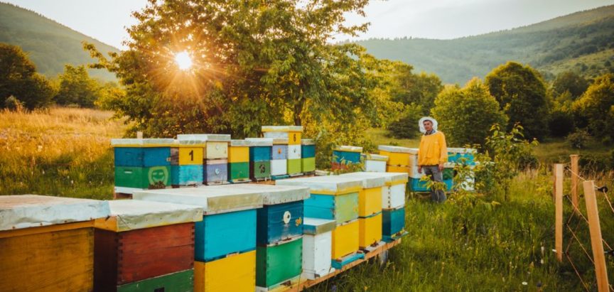 Pčelinjak u listopadu: Koji radovi se moraju obaviti