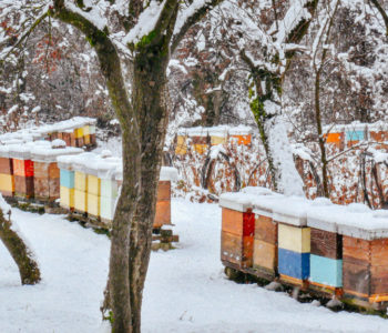 Pčelarstvo: Siječanj u pčelinjaku