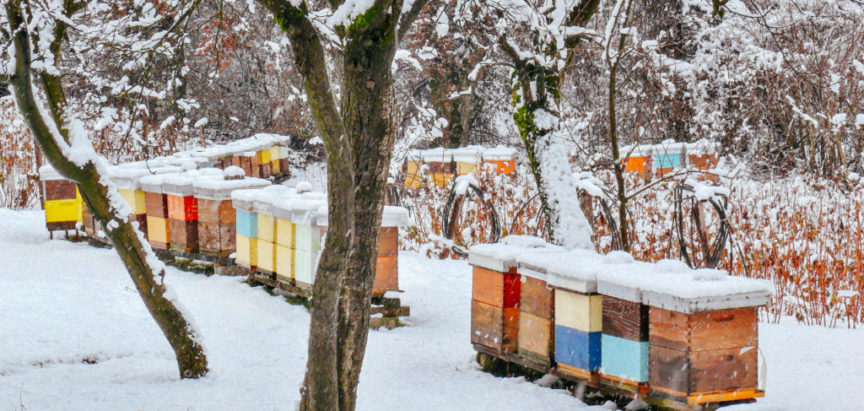 Prosinac u pčelinjaku: Sve što trebate znati