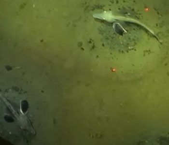 Ispod Antarktika pronađena kolonija od čak 60 milijuna impresivnih ledenih riba