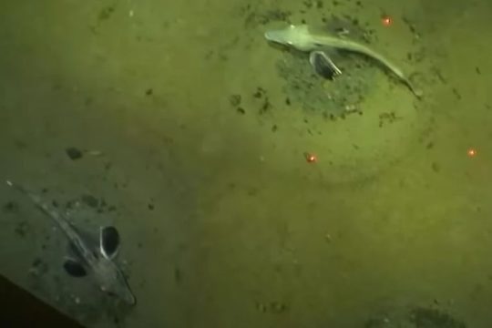 Ispod Antarktika pronađena kolonija od čak 60 milijuna impresivnih ledenih riba