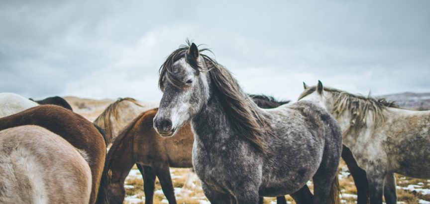 Slovenija bosanskog brdskog konja registrirala kao svoju autohotnu pasminu