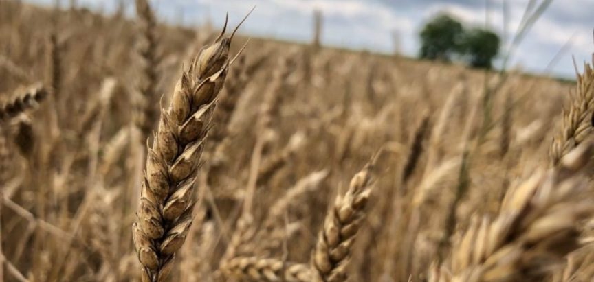 Ministarstvo trgovine tvrdi da pšenice ima dovoljno, a cijene rastu iz sata u sat