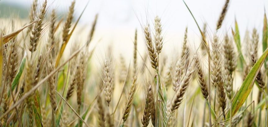 Pšenice nemamo za vlastite potrebe, a izvozimo ju u velikim količinama