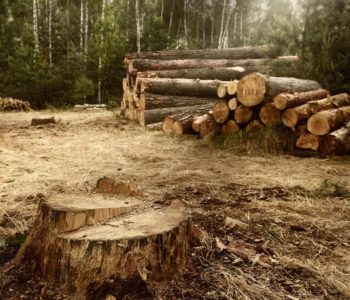 Tko će zaustaviti nelegalnu sječu šume u općini Prozor-Rama