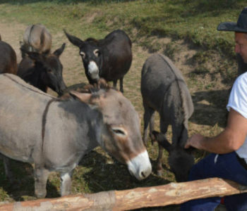 U valu poskupljenja – litra magarećeg mlijeka 150 KM