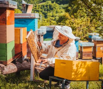 DONJA RAMA: Pčele u lovu na bagremov nektar