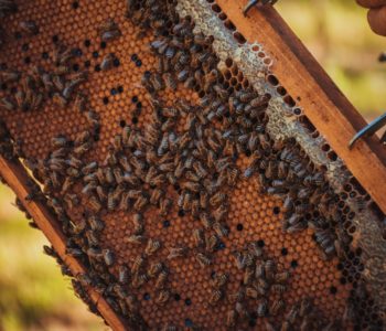 Med će u prosjeku koštati 20 KM, kažu iz Saveza pčelara Federacije BiH