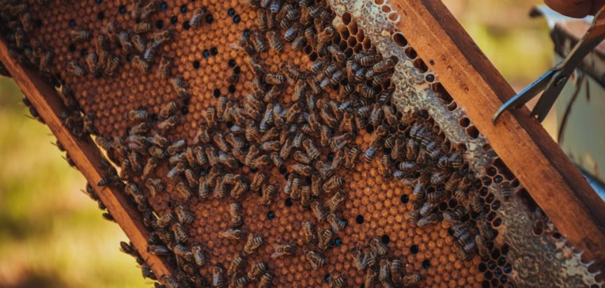 Med će u prosjeku koštati 20 KM, kažu iz Saveza pčelara Federacije BiH
