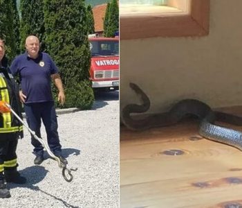 DRAMA U TRAVNIKU: Velika zmija ušla u obiteljsku kuću u Docu na Lašvi