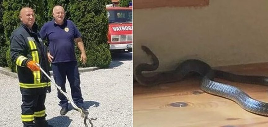 DRAMA U TRAVNIKU: Velika zmija ušla u obiteljsku kuću u Docu na Lašvi
