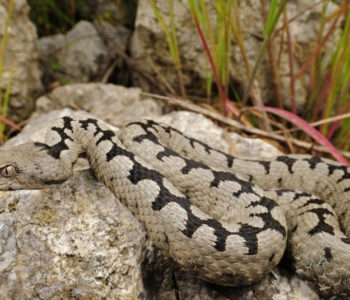 Žena u Dalmaciji uhvatila rukom vrećicu pa je ugrizla zmija
