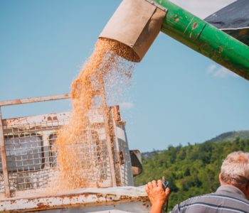 Domaćeg žita bit će za osobne potrebe, a uvoznog u BiH napretek