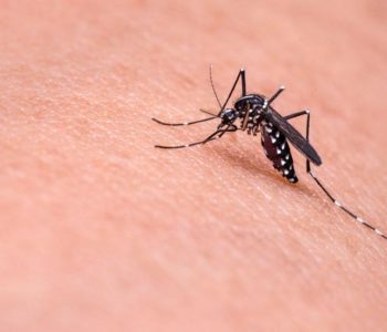 Otkriveno zašto komarci više “grizu” neke ljude od drugih