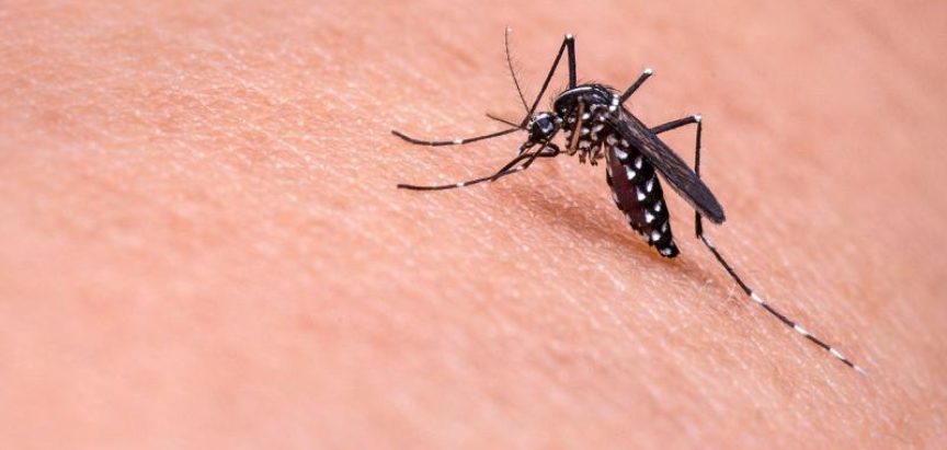 Otkriveno zašto komarci više “grizu” neke ljude od drugih