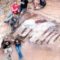 Ogroman kostur dinosaura iskopan u Portugalu, možda najveći ikad otkriven u Europi