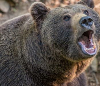 Medvjed teško ozlijedio pastira na Vlašiću