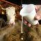 BHRT: Zašto u BiH litar mlijeka košta skoro kao litar goriva